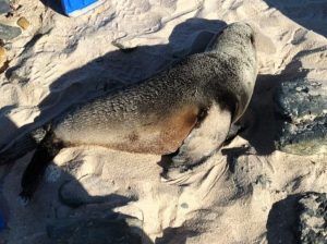 Potentially rabid seal removed from Jeffreys Bay beach