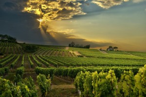 South African vineyards shine on World’s 50 Best list as four estates earn global recognition