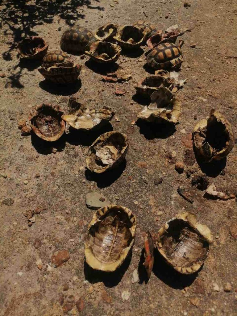 n a shocking act of wildlife cruelty, 1, with their empty shells discovered scattered along footpaths leading to the Environmental Education Centre on Saturday morning.