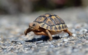 Police investigation launched after protected tortoises found “shucked” and discarded at Table Bay Nature Reserve