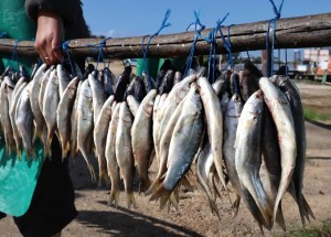 Bokkomlaan-kontrakte: Tydelike verligting vir bedreigde visserserfenis in Velddrif