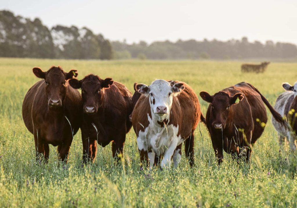 The Western Cape Government Cabinet received an update on Wednesday on measures being implemented to manage Foot-and-Mouth disease (FMD), with officials confirming the outbreak remains contained within the province.