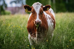 North West vaccinates more than one million cattle against foot-and-mouth disease