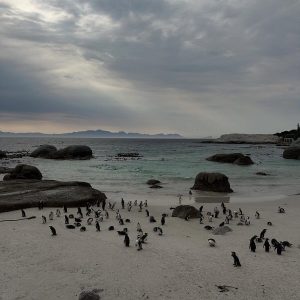 Sanccob tightens biosecurity as bird flu threatens seabirds