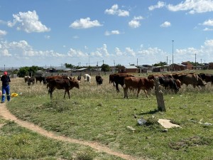 Urgent action needed to save neglected Masilonyana cemeteries