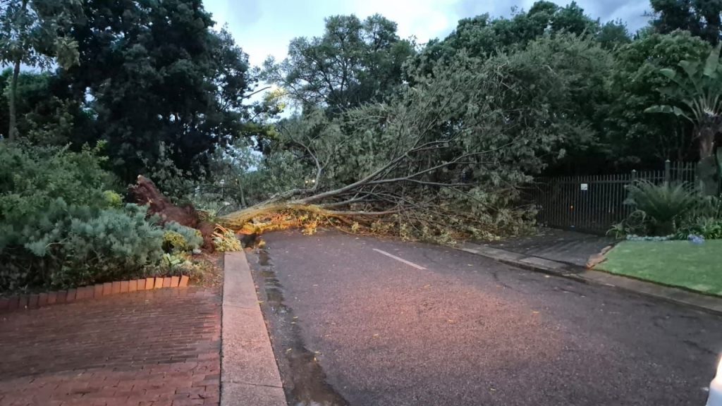 Hierdie boom het in Fearie Glen in Pretoria omgeval á die stormweer daar.