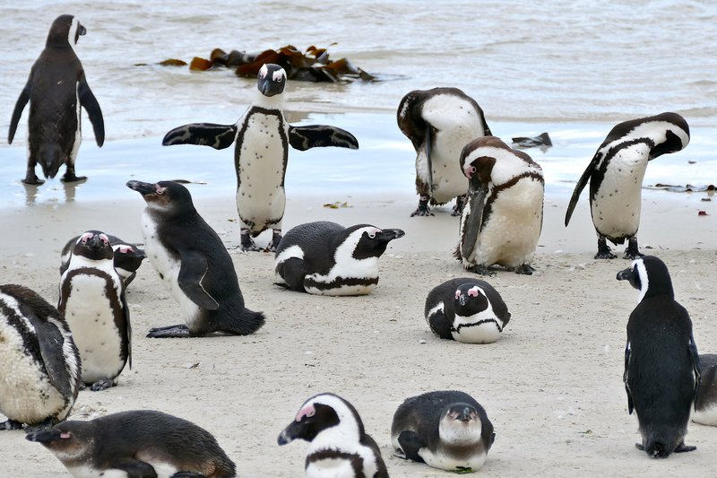 A devastating study has revealed that endangered African penguins have starved en masse off South Africa’s coast, with some breeding colonies suffering catastrophic population drops of 95% over just eight years. The alarming findings, published this week by researchers from the UK’s University of Exeter in collaboration with the South African Department of Forestry, Fisheries and the Environment, highlight a conservation crisis that threatens to drive the species to extinction within a decade.