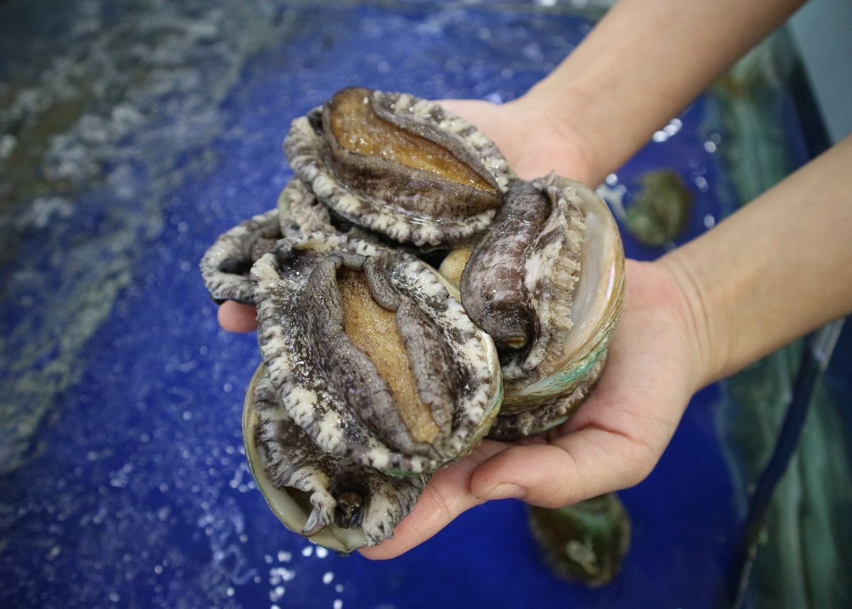 Gang members sentenced by Hermanus court for killing abalone poacher who refused to pay extortion money