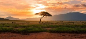 Afrika suid van die Sahara het reeds byna kwart van sy biodiversiteit verloor
