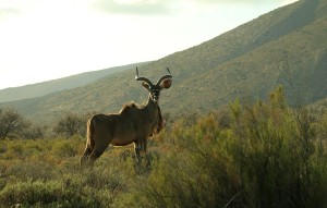 Western Cape adds 47,000 hectares to conservation network in major wildlife protection win