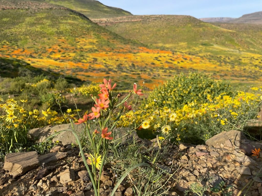 South Africa has officially unveiled its most comprehensive report on the state of the country's wildlife and natural ecosystems on Monday, providing a detailed "report card" on everything from endangered species to threatened habitats.