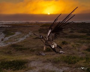 Massive Cape Gannet sculpture ‘Koos Malgas’ takes flight for preservation