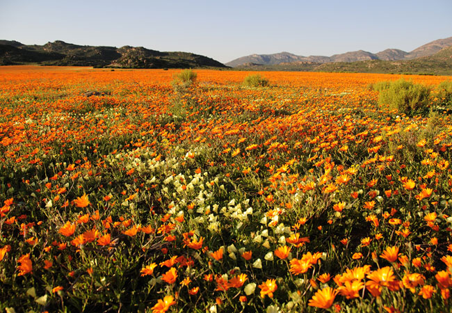 The Western Cape has achieved a conservation milestone by adding 47,000 hectares to its protected areas network through the declaration of two brand-new nature reserves and the significant expansion of two existing ones.