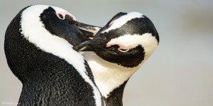 African penguins face mass starvation crisis as populations plummet by 95%