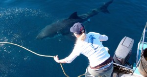 Marine Dynamics: Where conservation meets adventure in South Africa’s shark capital
