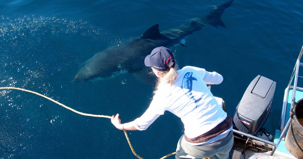 In the pristine waters off Gansbaai, South Africa, where the Indian and Atlantic oceans converge, Marine Dynamics has established itself as more than just another tourism operator. This internationally recognised, award-winning company has become a beacon for responsible marine tourism, seamlessly blending thrilling wildlife encounters with cutting-edge conservation research.