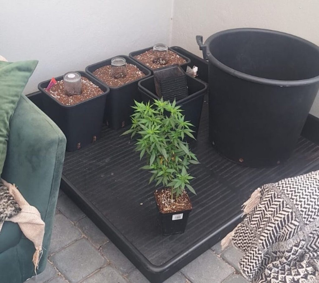 Ocean View police members and Metro Police discovered an extensive dagga cultivation operation at a Capri Sunnydale residence.