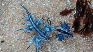 Venomous blue-dragon slugs wash up on Muizenberg Beach prompting safety alert