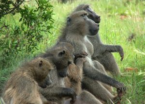City confirms baboon sanctuary development underway for Southern Peninsula troops