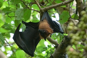 India reports two Nipah virus cases but says situation contained