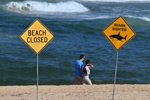 Boy mauled by shark in Sydney Harbour sustains serious leg injuries