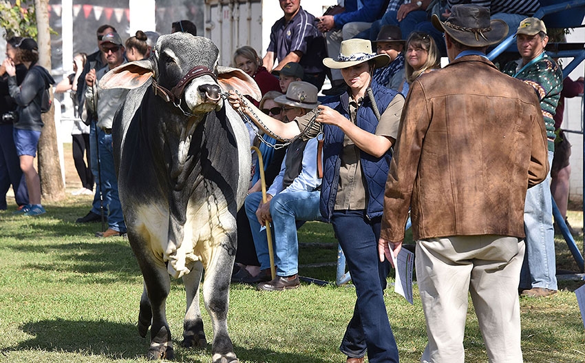 Owing to current circumstances regarding foot-and-mouth disease (FMD) in South Africa, the Bloem Show cattle and small-stock show for 2026 will not take place. The show is one of the attractions at this annual consumer event, marking 143 years of existence.