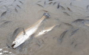 Mass fish deaths at Hartenbos attributed to various environmental issues