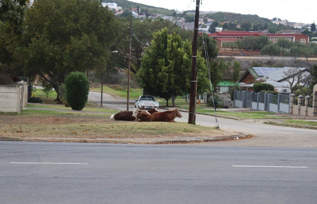 Nelson Mandela Bay municipal pound outsourcing sparks questions