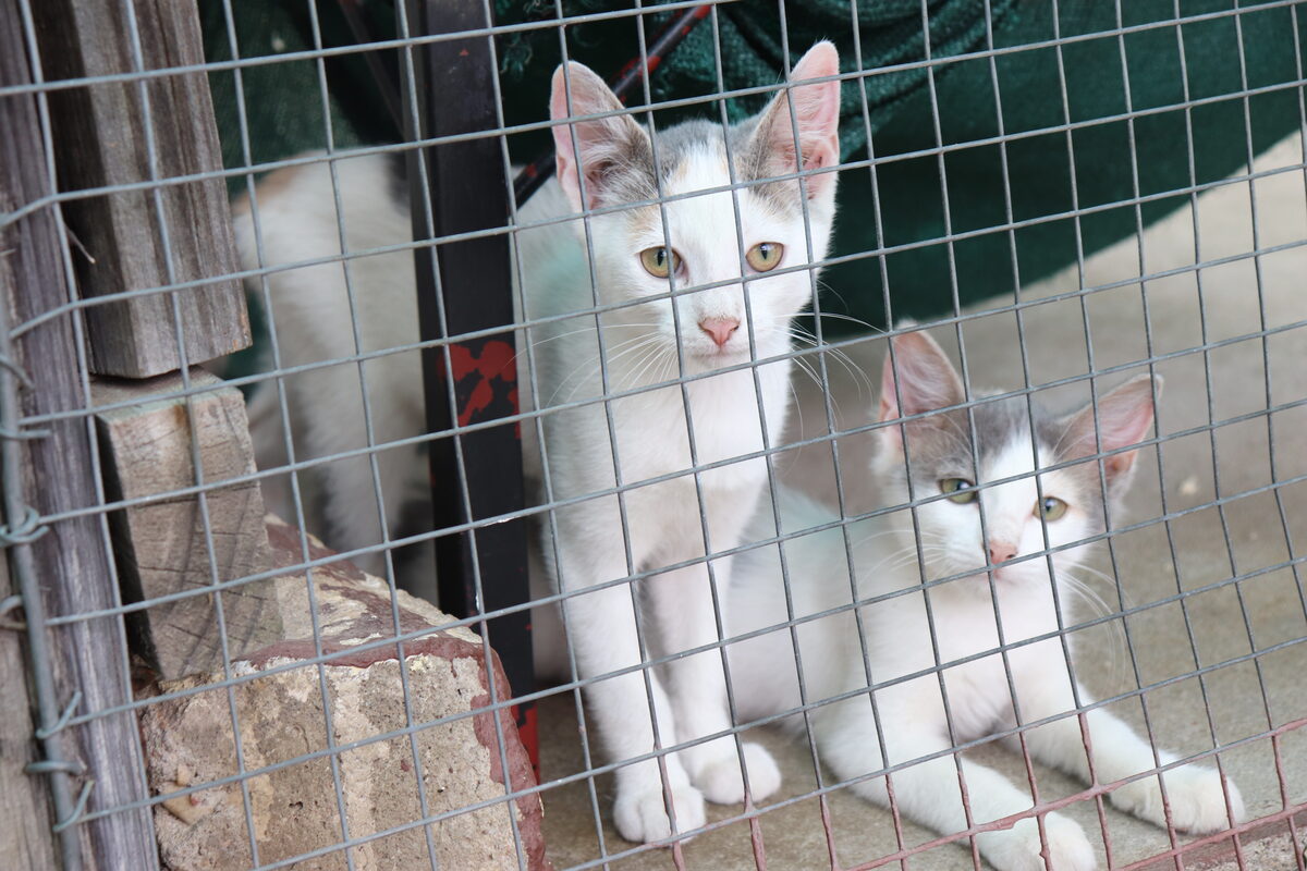 Community joins hands in supporting SPCA, donating over R700,000