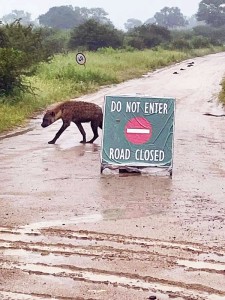 Safety alerts issued as Kruger Park battles severe weather and rising rivers