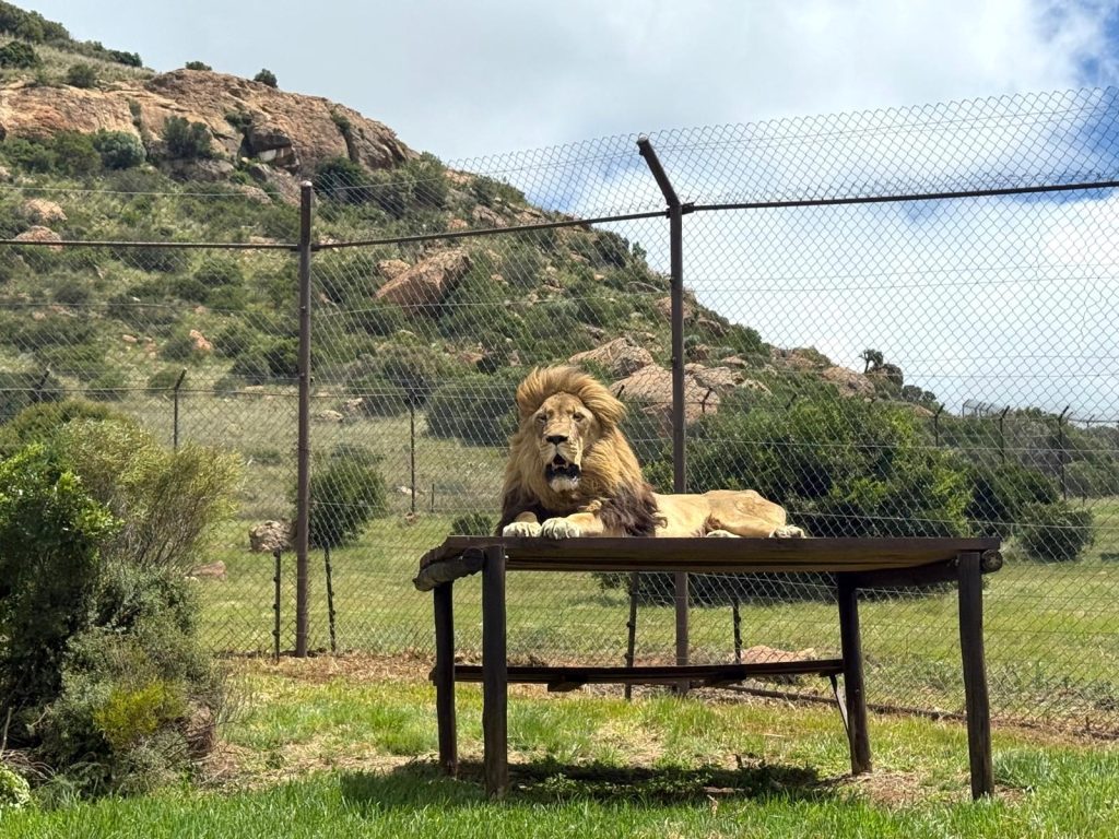 One of the lions relocated from Panthera Africa Big Cat Sanctuary in the Western Cape at Lionsrock.