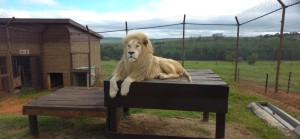 Big cats moved cross-country after fire devastates their home in Western Cape