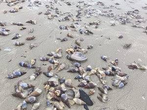 Red tide alert: 100 km contamination zone declared on West Coast