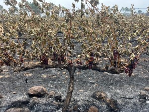 Drakenstein wildfire leaves trail of destruction across wine country