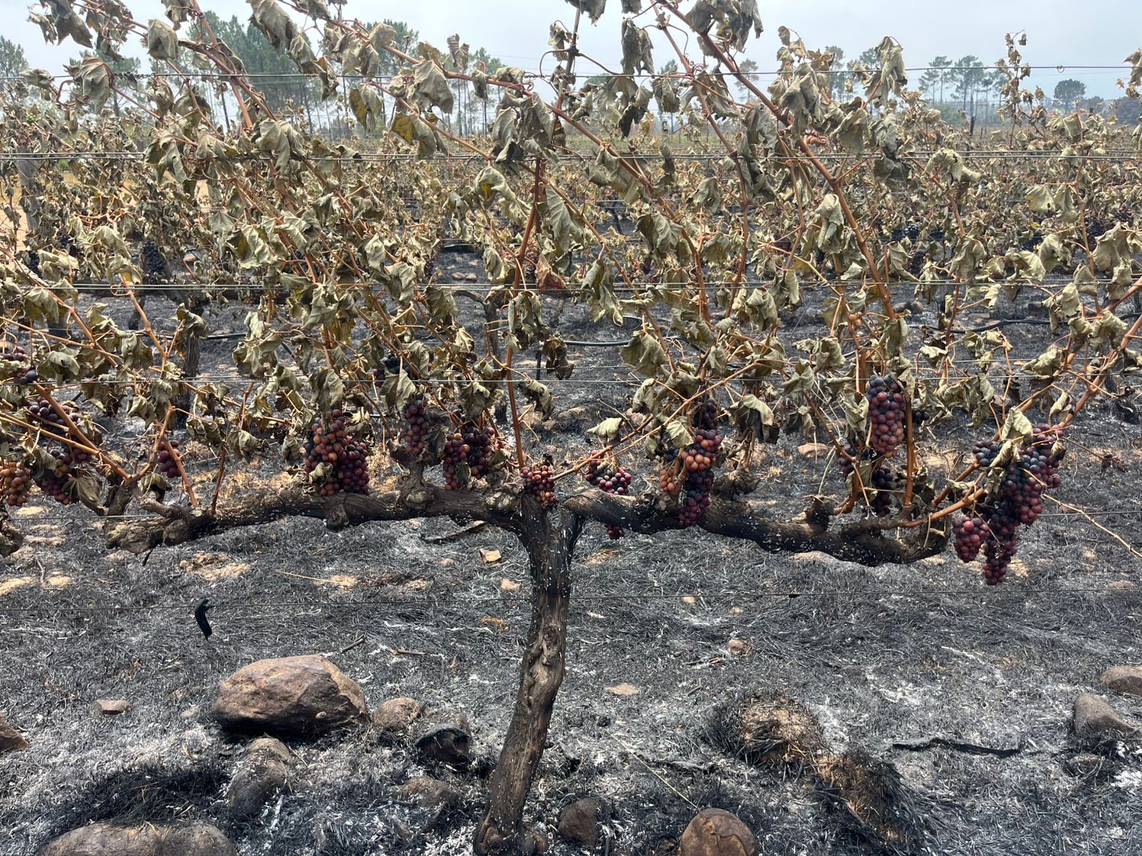 A devastating wildfire that tore through the Wemmershoek and Klein Drakenstein Mountains over the weekend has left one of the region's premier wine estates counting the cost of extensive damage, though authorities report no loss of human life.