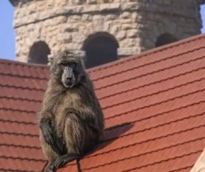 KYK | Bloemhof se ‘liewe bobbejaan’ klim die kerkdak