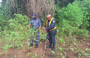 Police seize drugs worth R20 million in nationwide operations