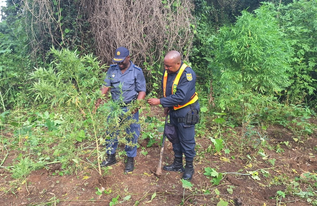 Police discovered a field of mature marijuana plants near the Mhlambanyatsi River at Buffelspruit farms outside Malelane in Nkomazi.