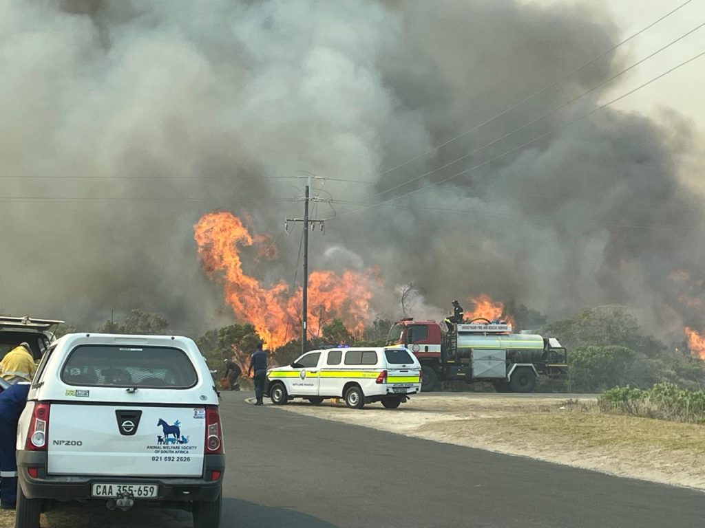 Despite these natural adaptations, CapeNature stresses that wildlife displaced or affected by fire must not be touched, captured, fed or removed by members of the public. Many animals that appear injured or disoriented can actually move away and recover without human intervention. Unnecessary handling can cause severe stress, injury or even death, while also placing both people and wildlife at risk.