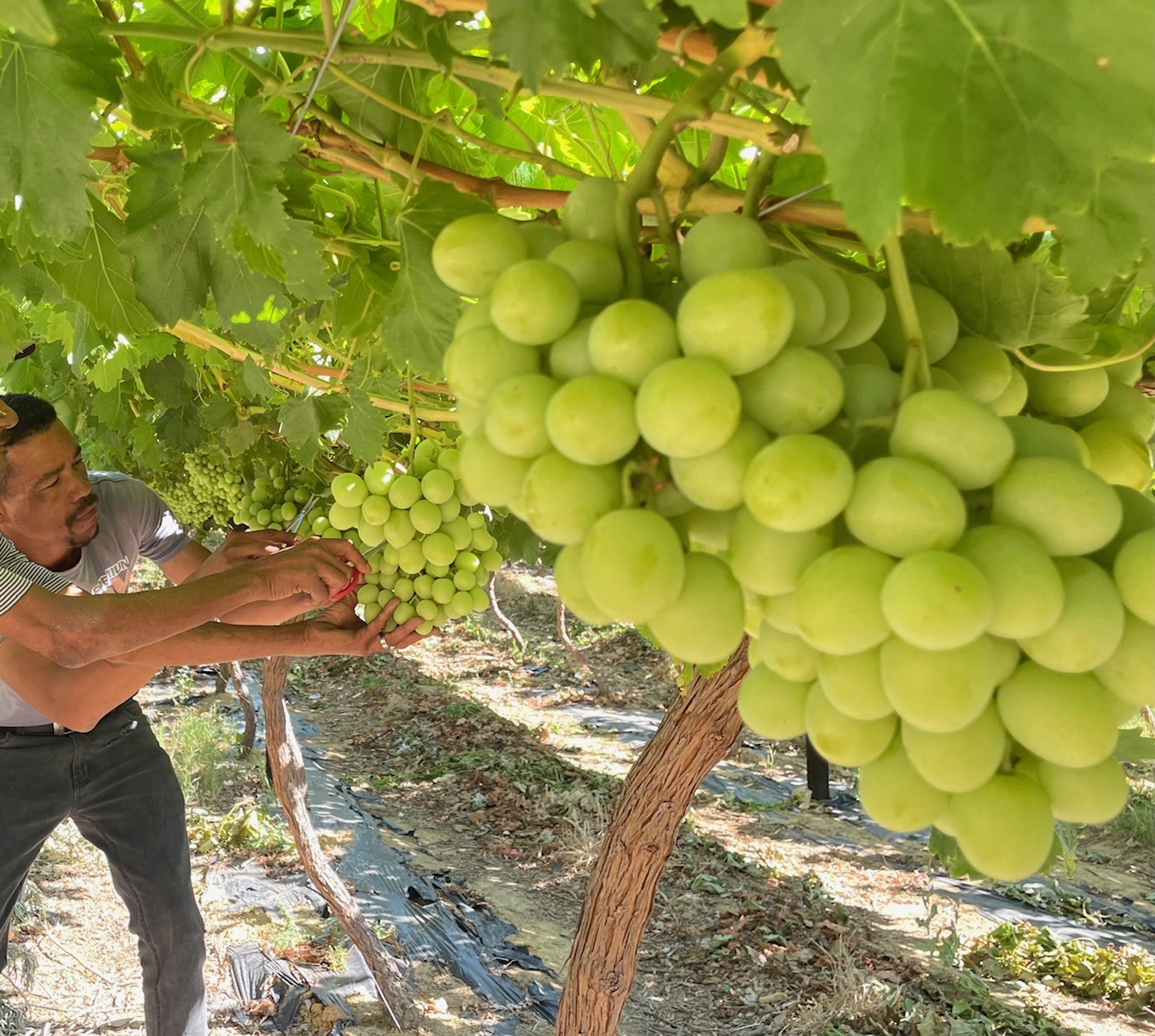 Kwaliteit tafeldruiwe kan op winkelrakke verwag word, maar wind en warm weer het tóg ‘n effek op dié 2025/26-seisoen. Só verduidelik Liezl Jonker verbonde aan die Bergrivier Tafeldruif-produsentevereniging.