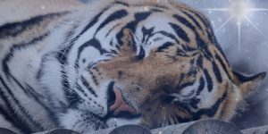 Devastation after Panthera Big Cat Sanctuary tiger dies due to smoke inhalation