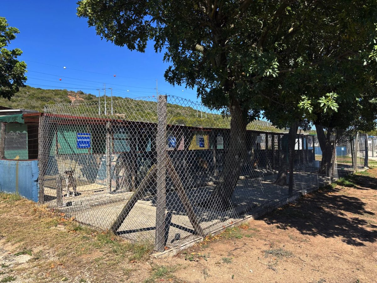 Members from the Nelson Mandela Bay Municipality visited the animal pound last week, after a new service provider was announced.