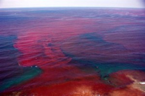 Red tide warning on West Coast