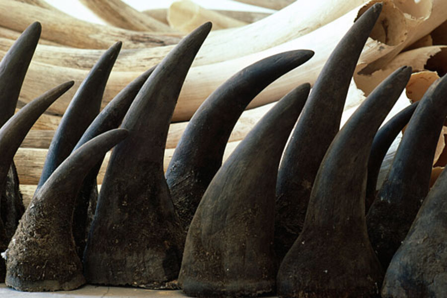 A 52-year-old suspect was arrested at Cape Town International Airport on 24 February as he was about to board a flight to Singapore with his family, on suspicion of rhino poaching.