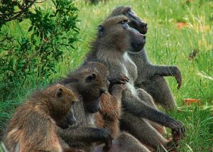 Court backs baboon-management plan despite animal-rights opposition