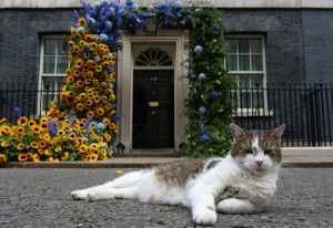 Paw patrol: Larry the cat marks 15 years of ‘service’ at 10 Downing Street