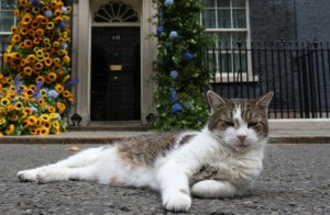 Paw patrol: Larry the cat marks 15 years of ‘service’ at 10 Downing Street