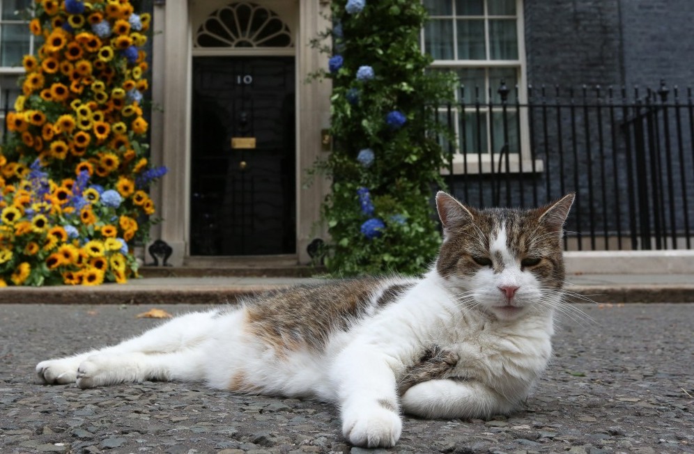 LArry the cat at 10 Downing Street, London.