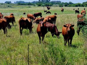 Bek-en-klouseer in Lesotho: Takel skutgeriewe en oorgrensmisdaad, pleit VL