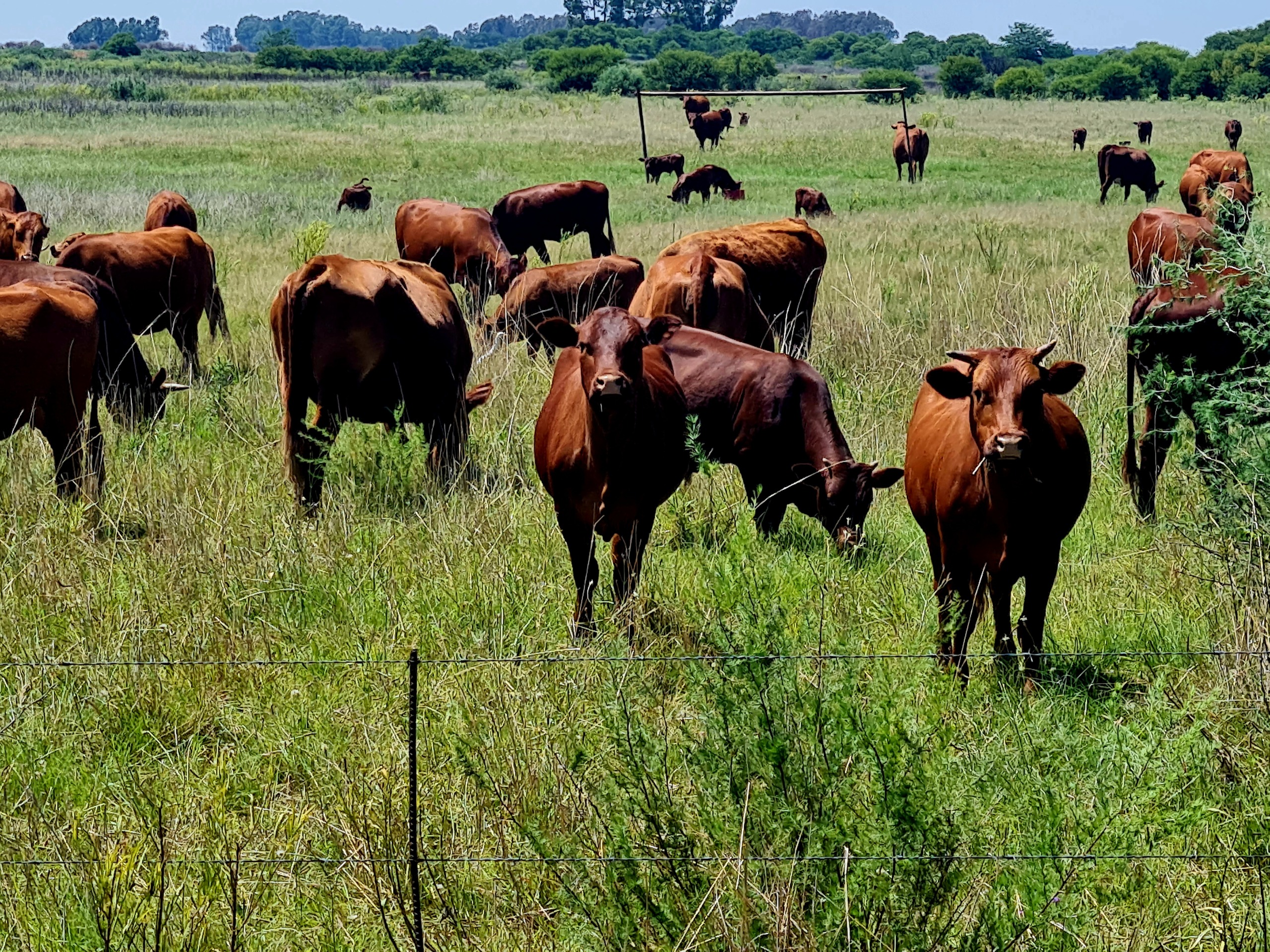 Bek-en-klouseer in Lesotho: Takel skutgeriewe en oorgrensmisdaad, pleit VL